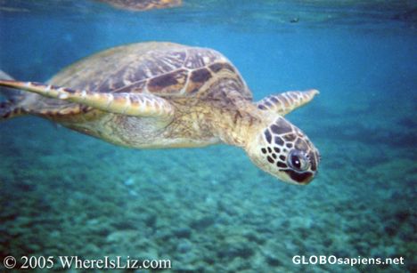 Postcard Sea Turtle Swimming, Hawaii