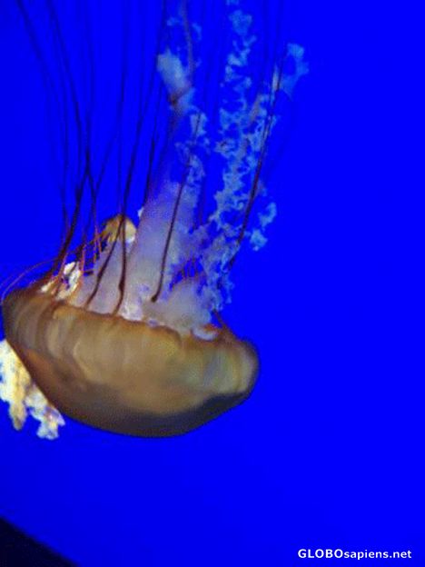 Postcard jellyfish at Boston aquarium