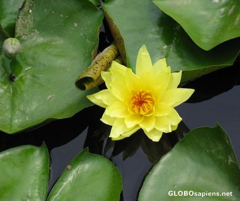 Postcard Water Lily 2
