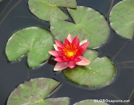Postcard Water Lily 5