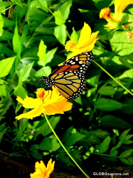Postcard Bayou Butterfly