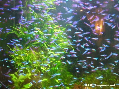 Postcard Moody Gardens 9o22 Aquarium Neon Fish