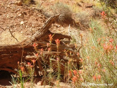 Postcard Desert Flowers break up the harsh landscape