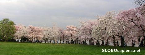 Postcard Cherry Blossom in DC