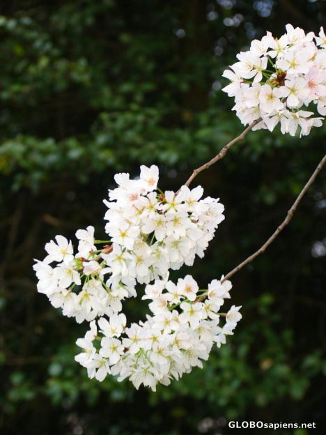 Postcard White Cherry Blossom