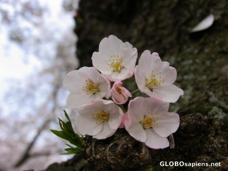 Postcard Cherry Blossom