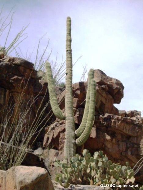 Postcard Saguro Cactus