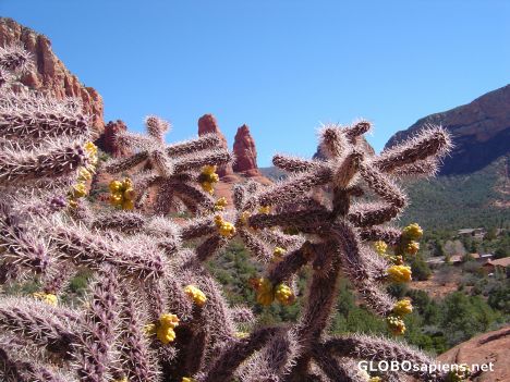 Postcard Desert Cactus (Sedona Arizona)