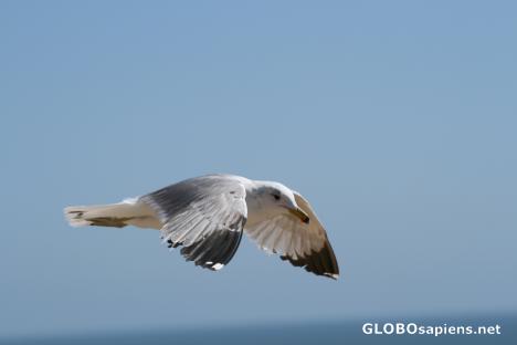 Postcard Seagulls north of San Diego