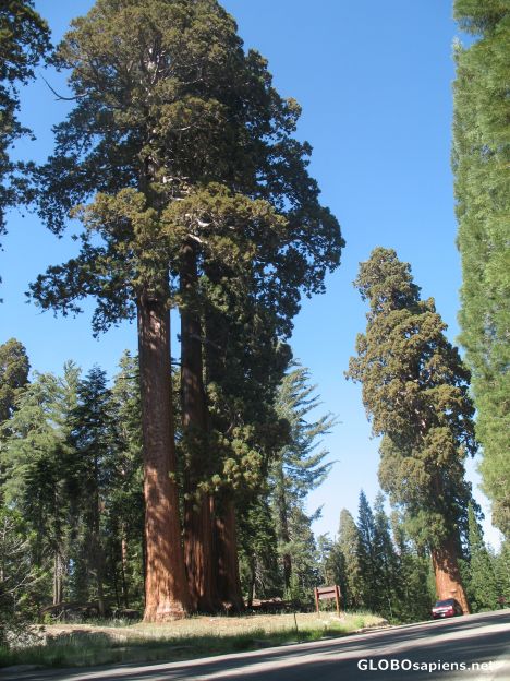 Postcard Seqouia Trees