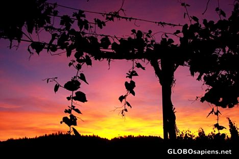 Postcard Trentadue Winery Sunset Series - 2