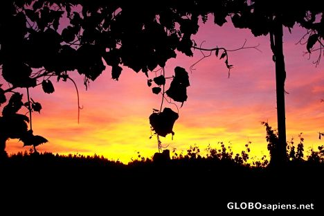 Postcard Trentadue Winery Sunset Series - 3