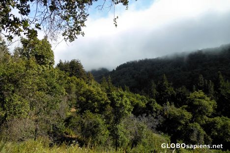 Postcard Valley View Trail Scenes, Pfeiffer Big Sur Park