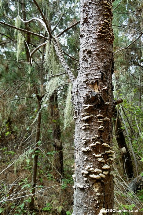 Postcard Pine Ridge Trail, Point Lobos State Reserve