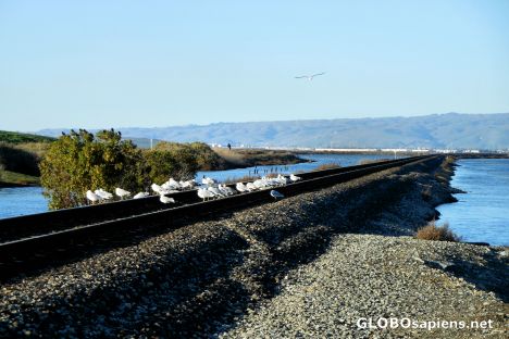 Postcard Seagulls on the Tracks in Alviso