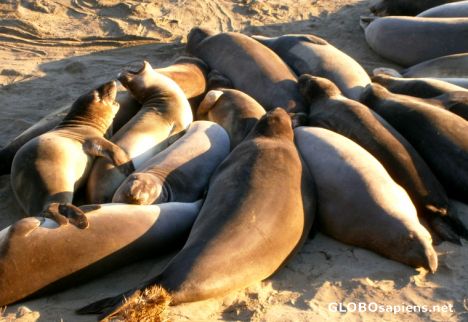 Postcard Elephant seals colony