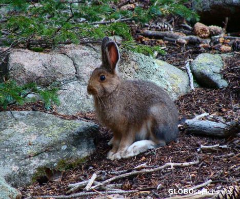 Postcard Mountain rabbit