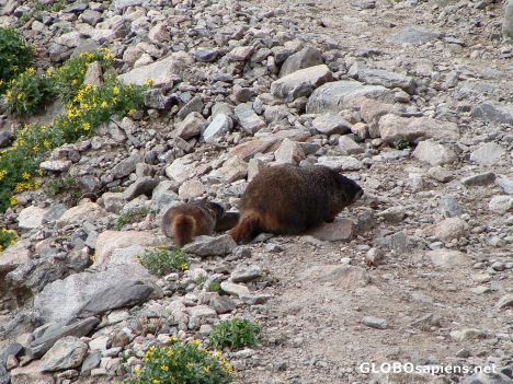 Postcard Marmot mother and baby