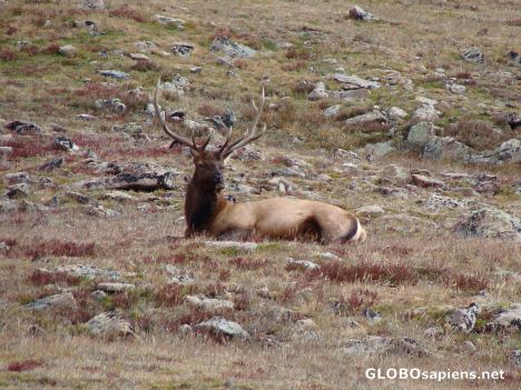 Postcard Regal Elk