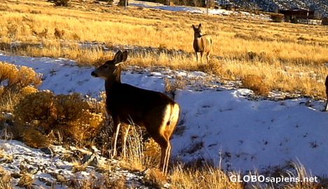 Postcard Elks near the road