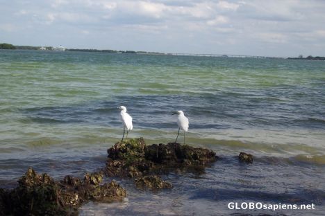 Postcard Egrets on the shore