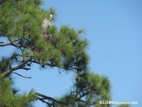Postcard Heron in a Tree