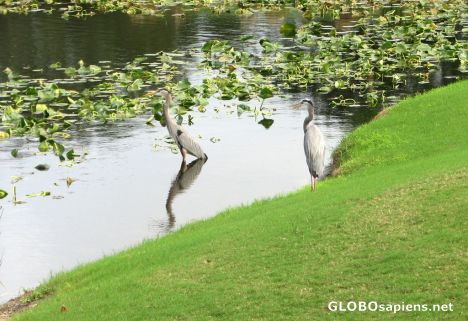 Postcard Avian Residents of the Olde Course