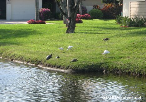 Postcard Egrets and Turtles Sharing a Pond