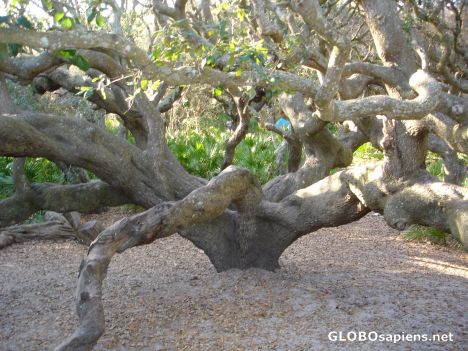Postcard Massive oak