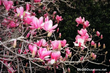 Postcard One of the Many Varieties of Magnolias in Savannah