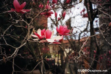Postcard Magnolias of Savannah, GA