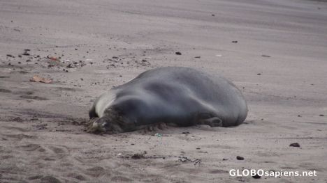 Postcard Endangered Monk Seal - Koki Beach near Hana