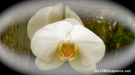 Postcard Maui Orchids