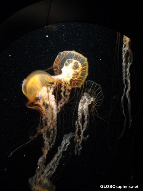 Postcard New England Aquarium - Jellyfish