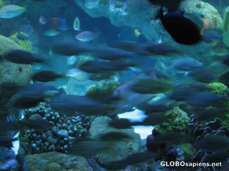 Postcard New England Aquarium Giant Ocean Tank