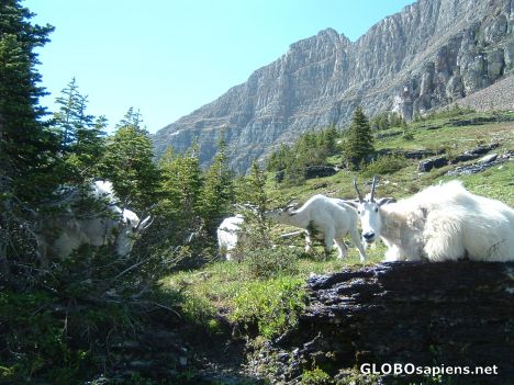 Postcard Mountain Goats