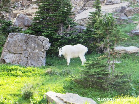 Postcard Mountain Goat