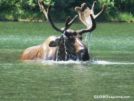 Postcard Bull Moose 1 - Fischer Lake
