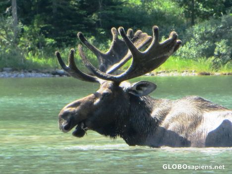 Postcard Bull Moose 2 - Fischer Lake