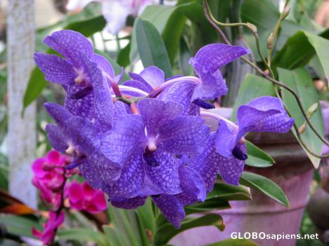 Postcard Bellagio Garden -- The Orchid House