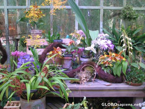 Postcard Bellagio Garden - The Orchid House