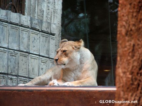 Postcard MGM Lion Habitat