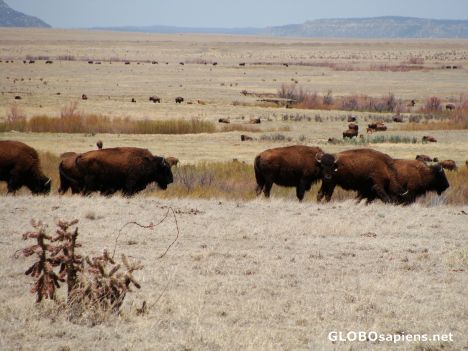 Postcard Wild buffalo, wild West