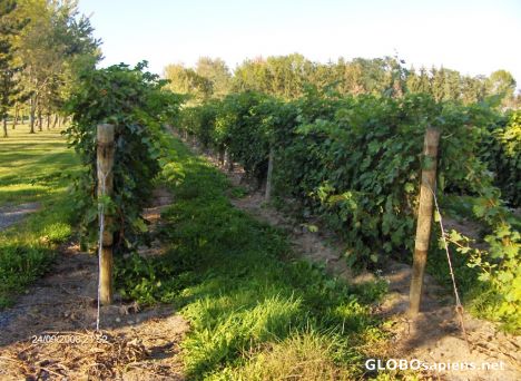 Swedish Hill Wineyard; The grapes