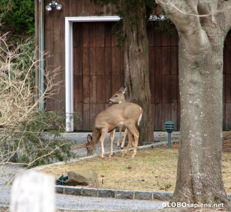 Postcard Fearless Deer of the Hamptons