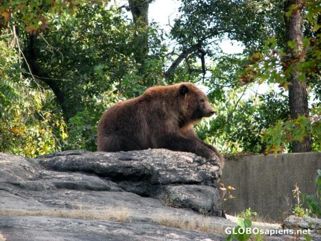 Postcard Bronx Zoo - Bear Pit