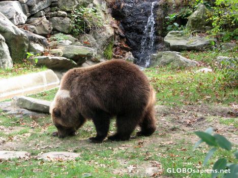 Postcard Bronx Zoo - Bear Pit