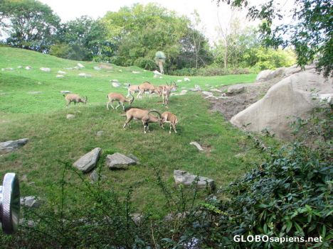 Postcard Bronx Zoo - Baboon Enclosure - Nubian Ibex
