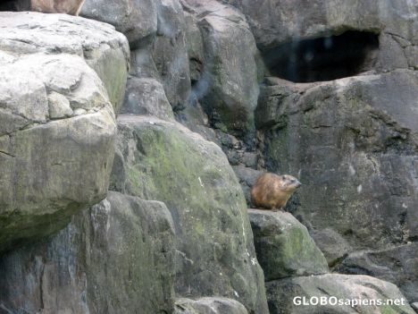 Postcard Bronx Zoo - Baboon Enclosure - Rock Hyrax