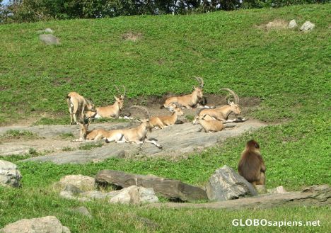 Postcard Bronx Zoo - Baboon Enclosure